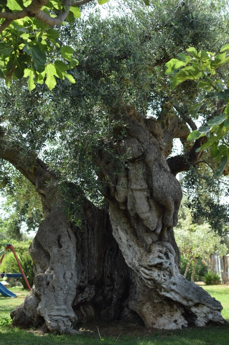 L'Ulivo Millenario